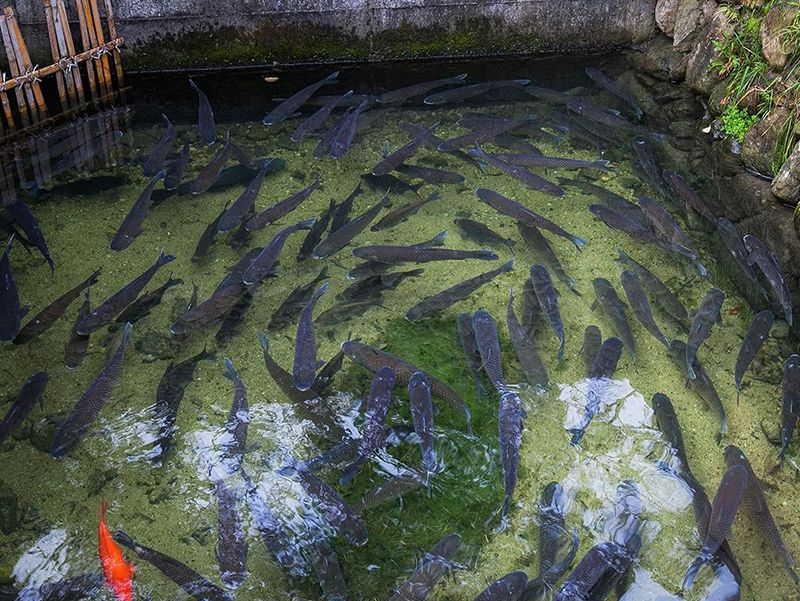 福州开化清水鱼养殖